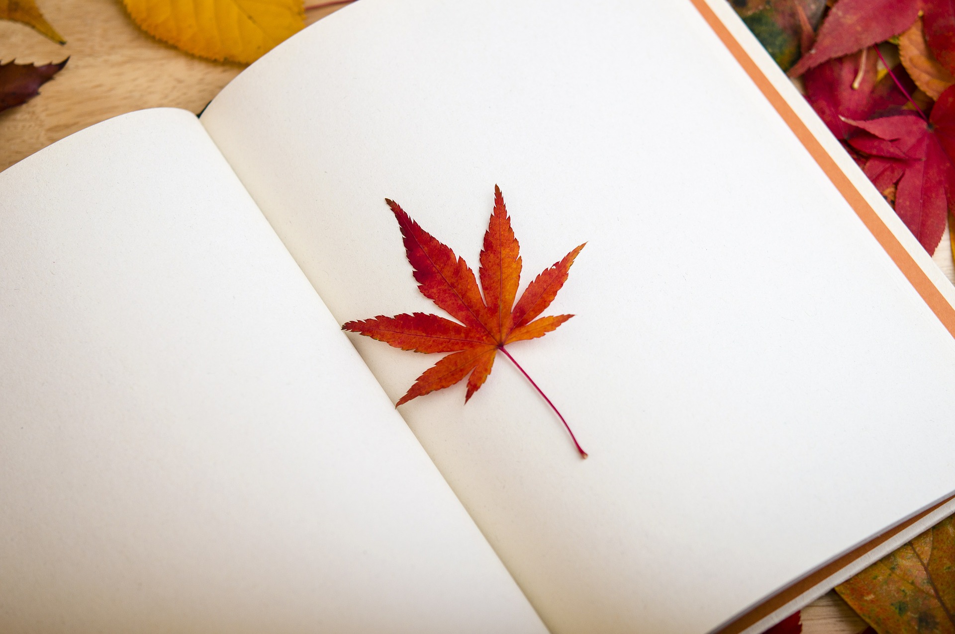 maple-leaf-638022_1920